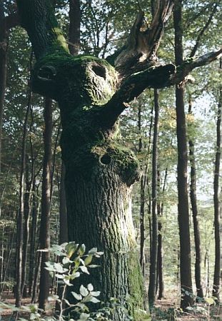 Bild Ascheberg (Westfalen)