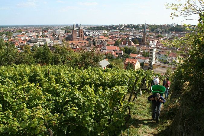 Bild Neustadt an der Weinstraße